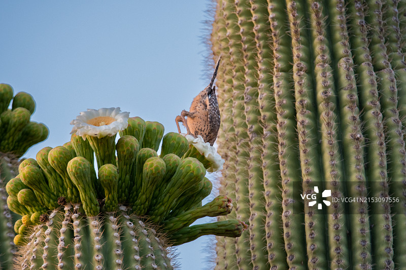 美国亚利桑那州仙人掌特写图片素材