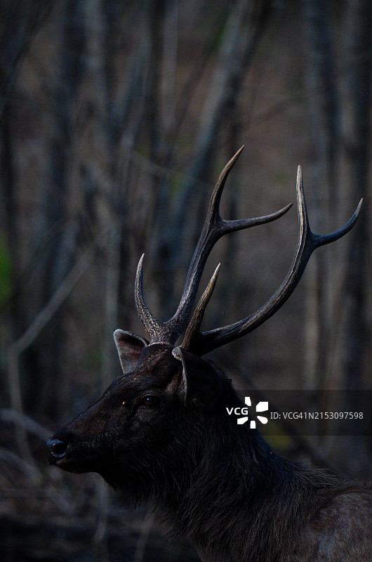 赤鹿特写图片素材