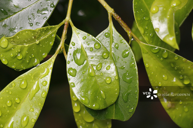 树叶上雨滴的特写图片素材