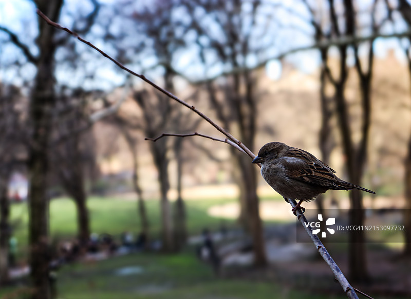 特写：鸣禽栖息于树枝上，纽约，美国图片素材