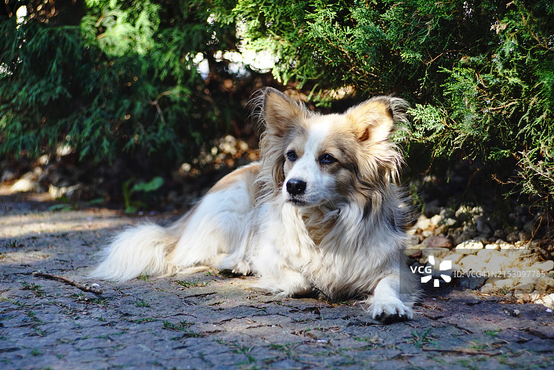 户外坐着的纯种澳大利亚牧羊犬肖像图片素材