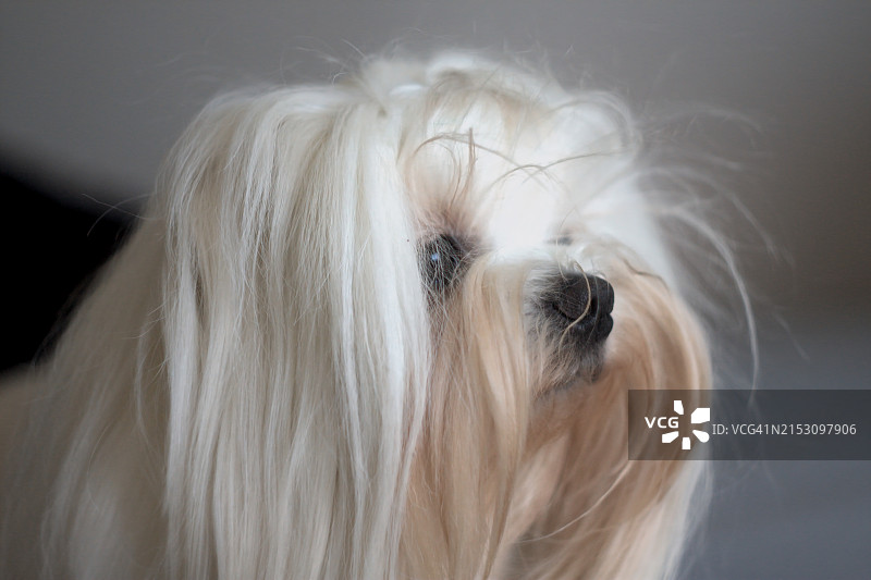 纯种哈瓦那犬的特写图片素材