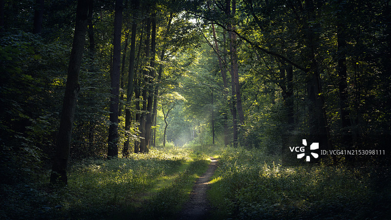 森林中的树木图片素材