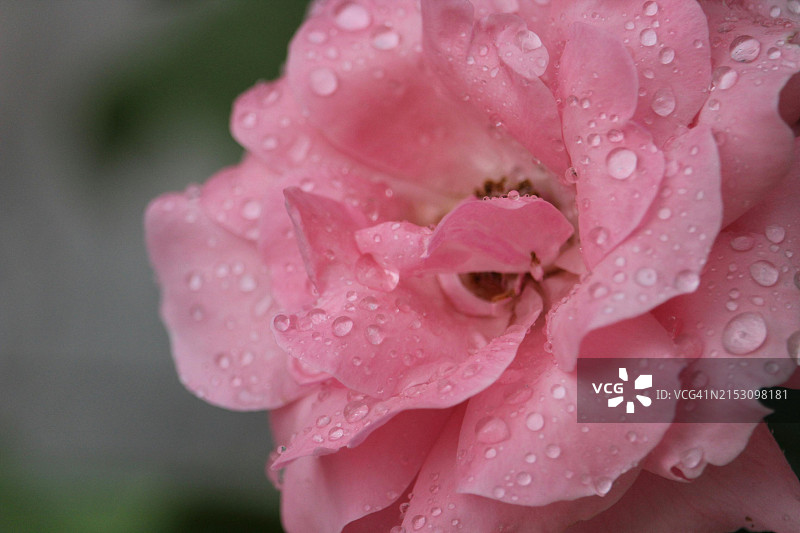 湿粉色玫瑰特写图片素材