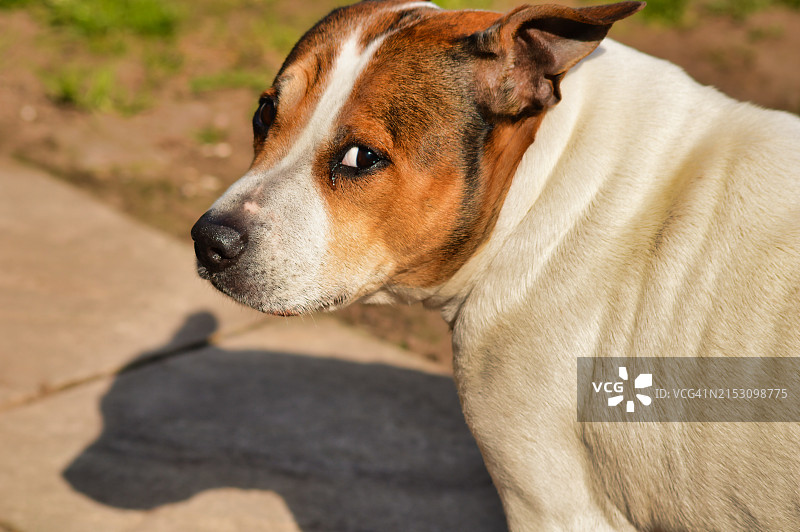 斯塔福郡斗牛梗犬面部特写，英国图片素材