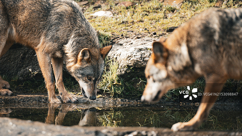 灰狼站在湖中，西班牙萨莫拉图片素材