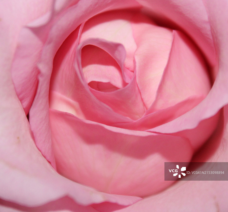 玫瑰特写图片素材