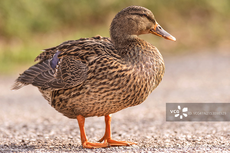 绿头鸭在田野上的特写图片素材
