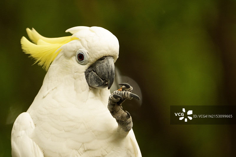 澳洲鹦鹉特写图片素材