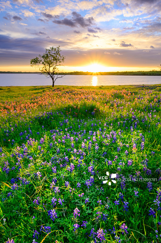美国得克萨斯州田野中的开花植物图片素材