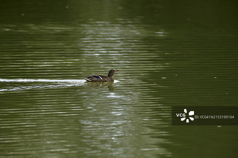 在华盛顿州朗维尤湖中游泳的小鸭子图片素材