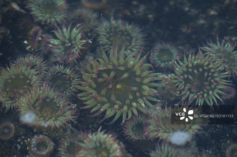 美国华盛顿州卡拉洛奇海中珊瑚特写图片素材