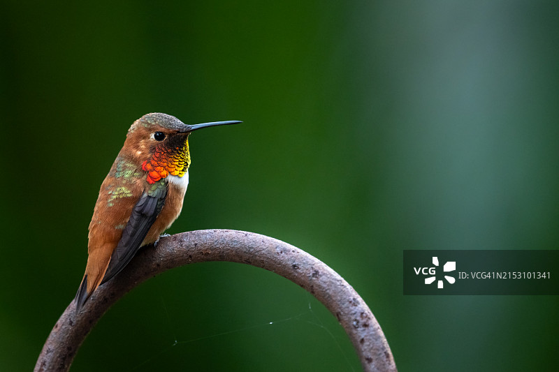蜂鸟栖息在金属上的特写，美国加利福尼亚州蒙特西托图片素材