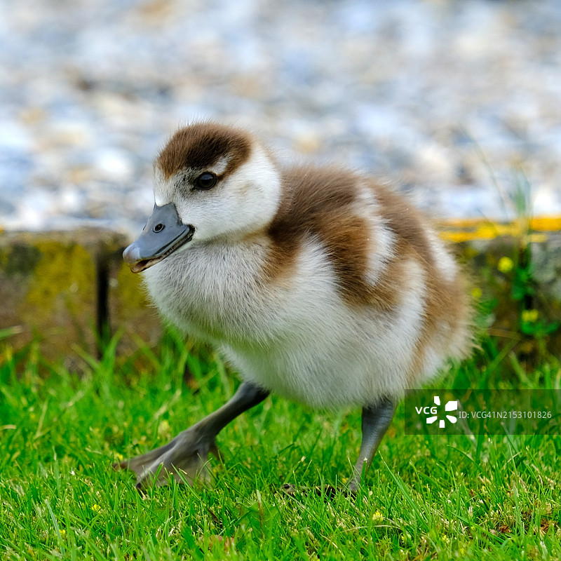 绿头鸭在田野上的特写图片素材