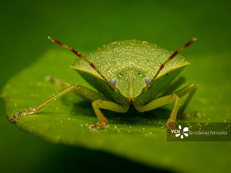 法国树叶上的昆虫特写图片素材