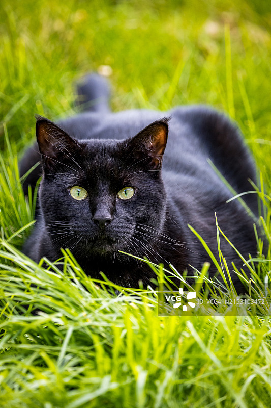 草地黑猫特写，斯托克布里奇，英国图片素材