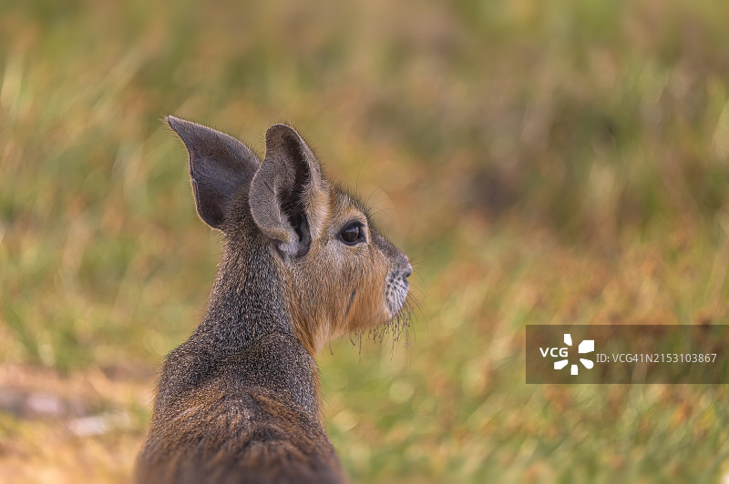 袋鼠特写图片素材