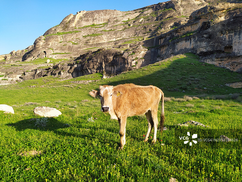 奶牛站在田野里的画像，蝙蝠侠，土耳其图片素材