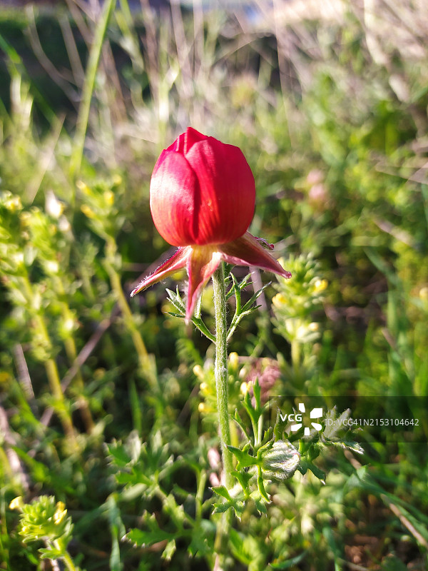 红色郁金香特写，蝙蝠侠，土耳其图片素材