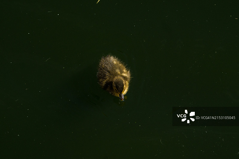 湖中游泳的熊的高角度视图图片素材