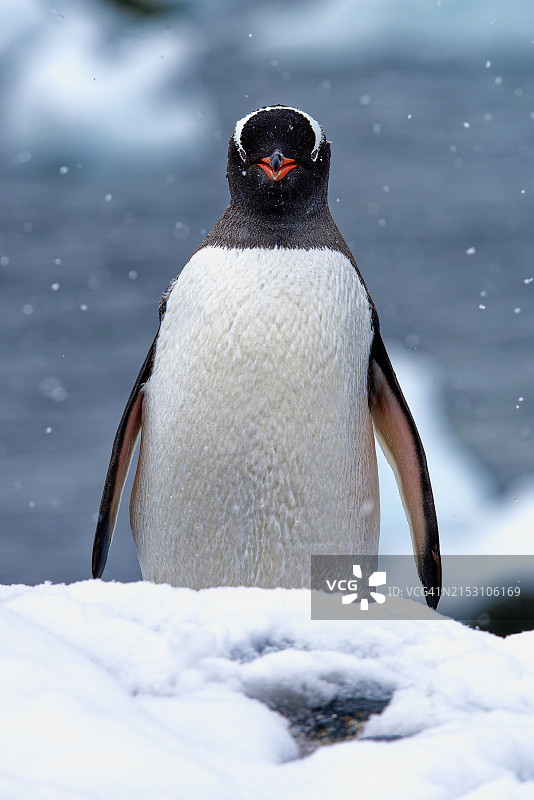 雪地上的巴布亚企鹅特写图片素材
