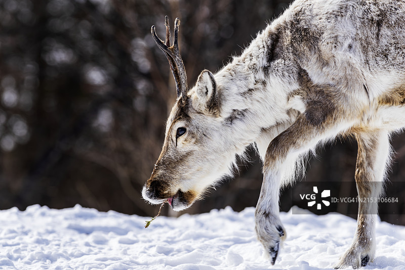 冬季在田野上行走的驼鹿侧视图图片素材