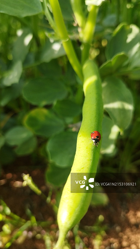 植物上的瓢虫特写，哈雷姆，伊德利卜省，叙利亚图片素材