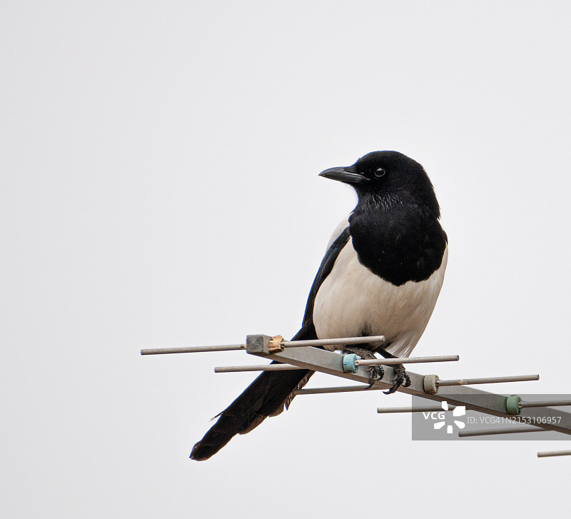 晴空下栖息的喜鹊特写图片素材
