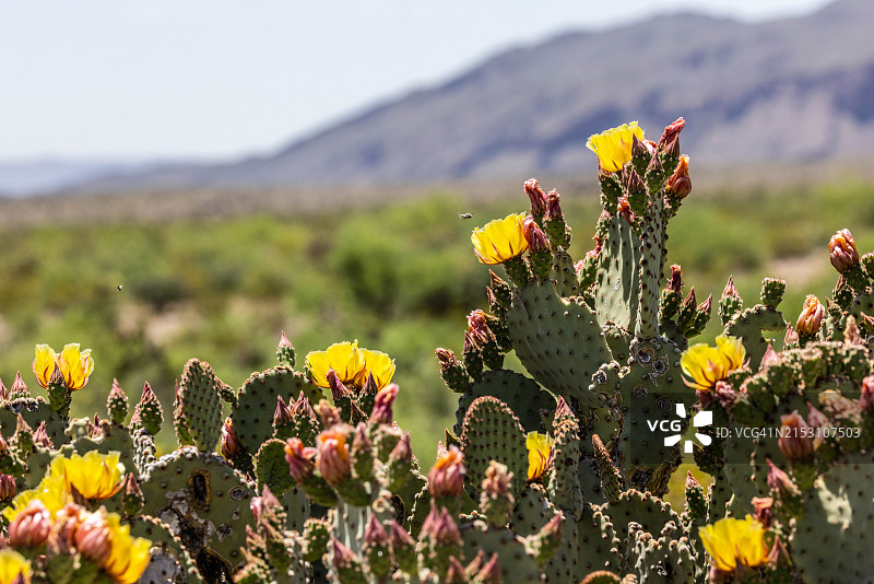 美国德克萨斯州大本德国家公园的野花特写图片素材