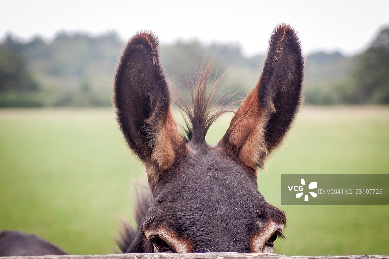驴的特写图片素材