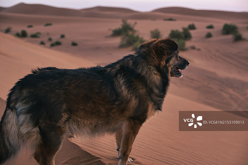 沙漠中站在沙子上的狗狗特写图片素材