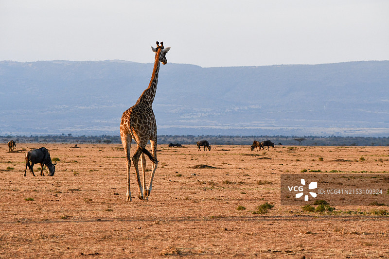 骆驼风光图片素材