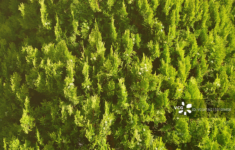 松树的特写镜头图片素材
