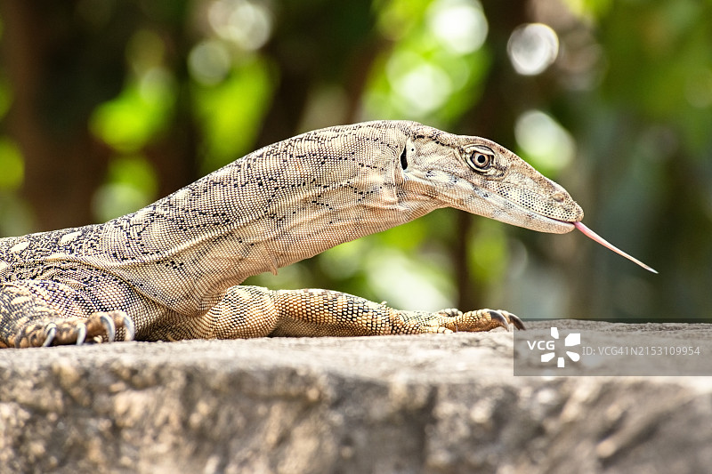 蜥蜴特写，澳大利亚图片素材
