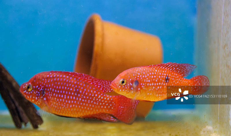 鱼在海里游泳的特写图片素材