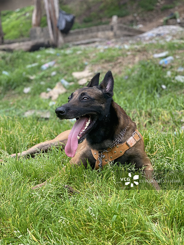阿尔及利亚田野上纯种犬特写图片素材