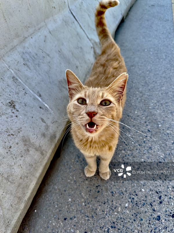 土耳其伊斯坦布尔卡德科伊的猫高角度肖像图片素材
