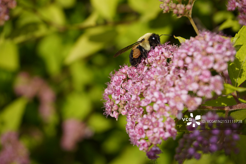 粉色花朵上的蜜蜂特写，美国纽约州阿蒙克图片素材