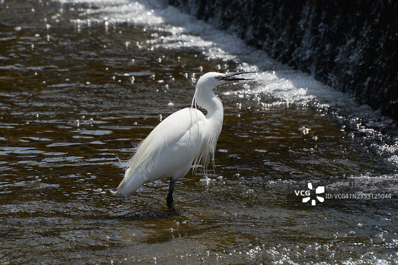 日本湖中站立的白鹭侧面图片素材