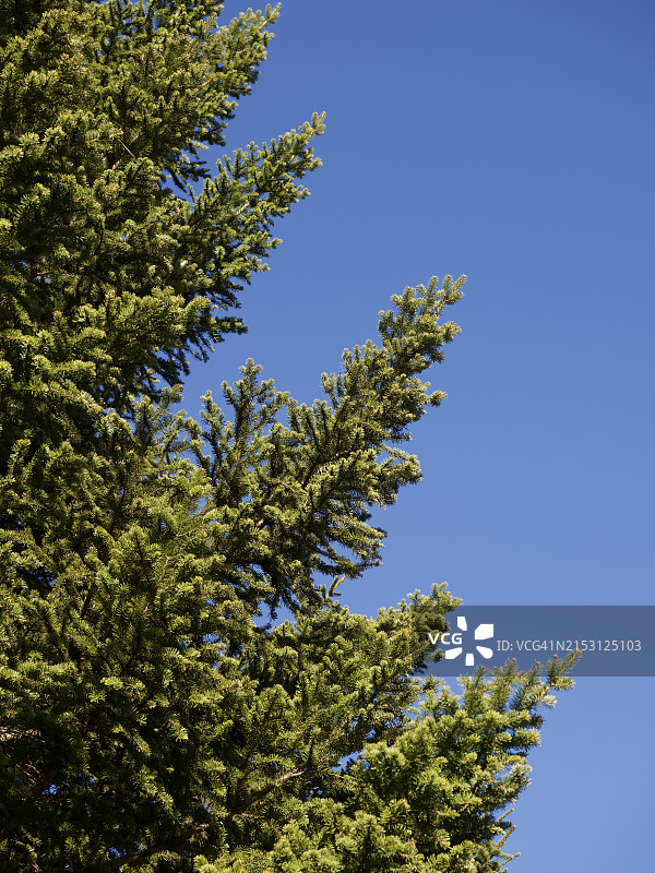 美国缅因州贝瑟尔的树木在蓝天下的低角度景观图片素材