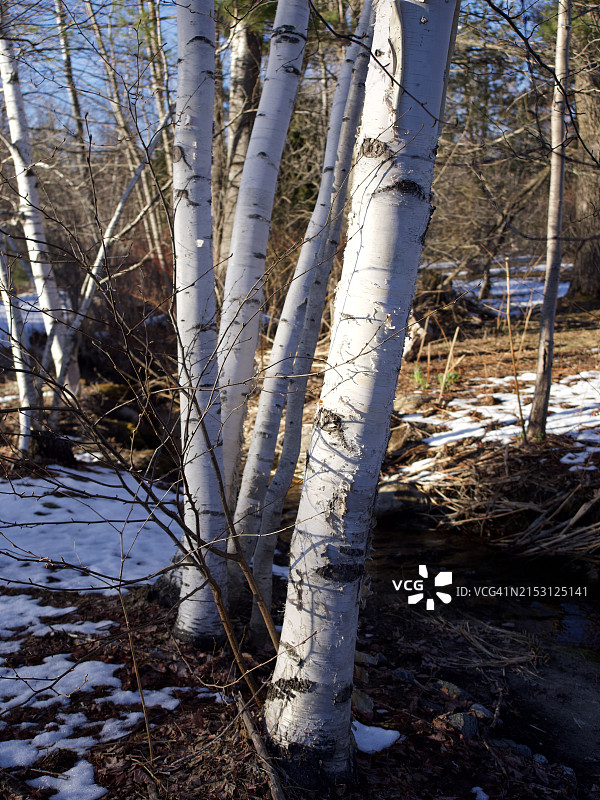 冬季森林树木，美国缅因州贝瑟尔图片素材