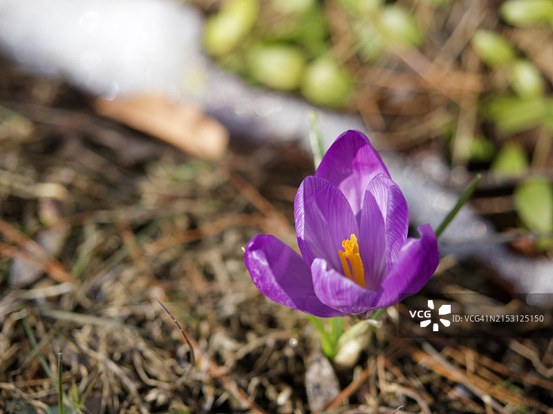紫色番红花特写，贝瑟尔，缅因州，美国图片素材