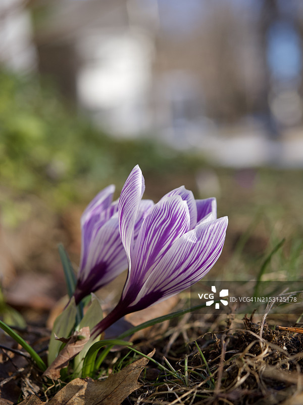 紫色番红花特写，贝瑟尔，缅因州，美国图片素材