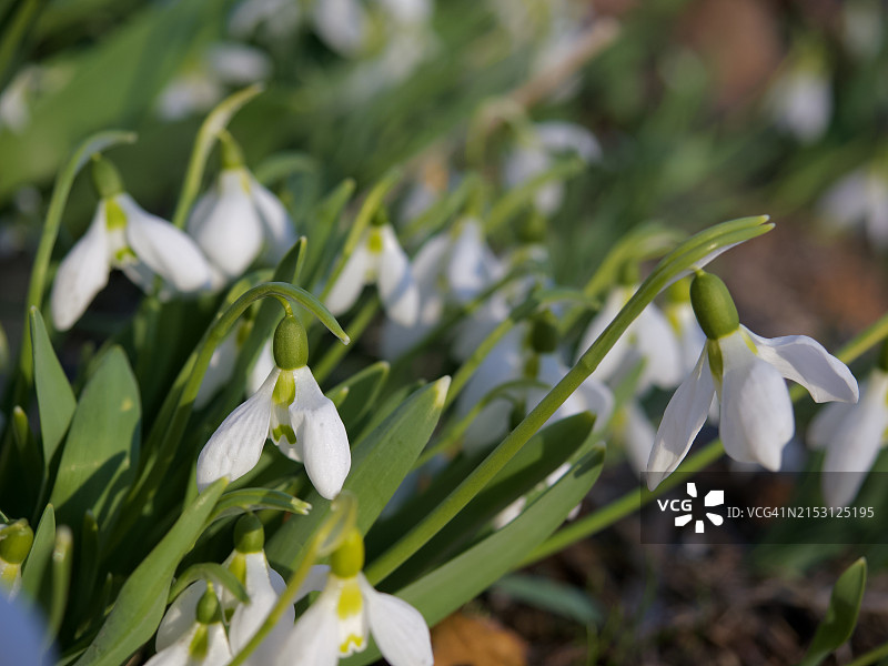美国缅因州贝瑟尔白色植物特写图片素材