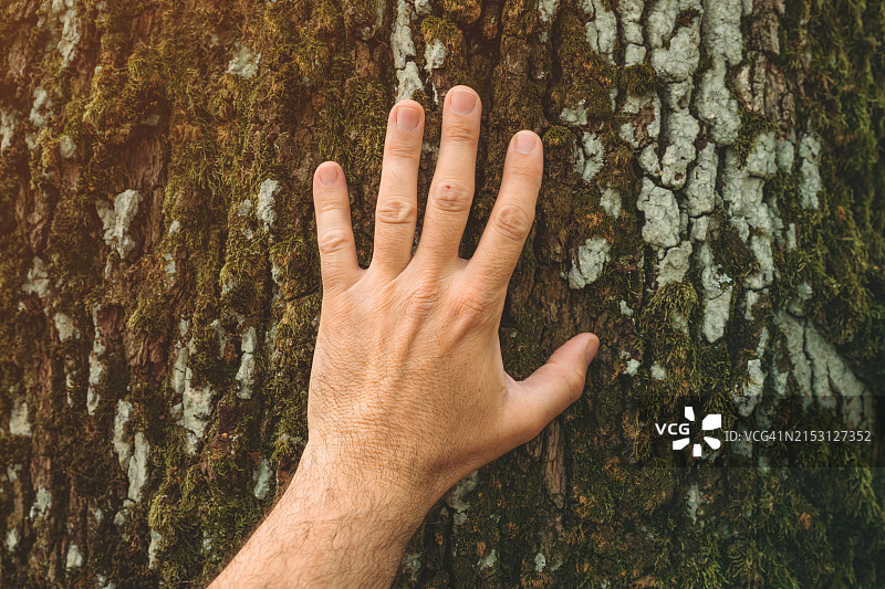 触摸树干的手部特写图片素材