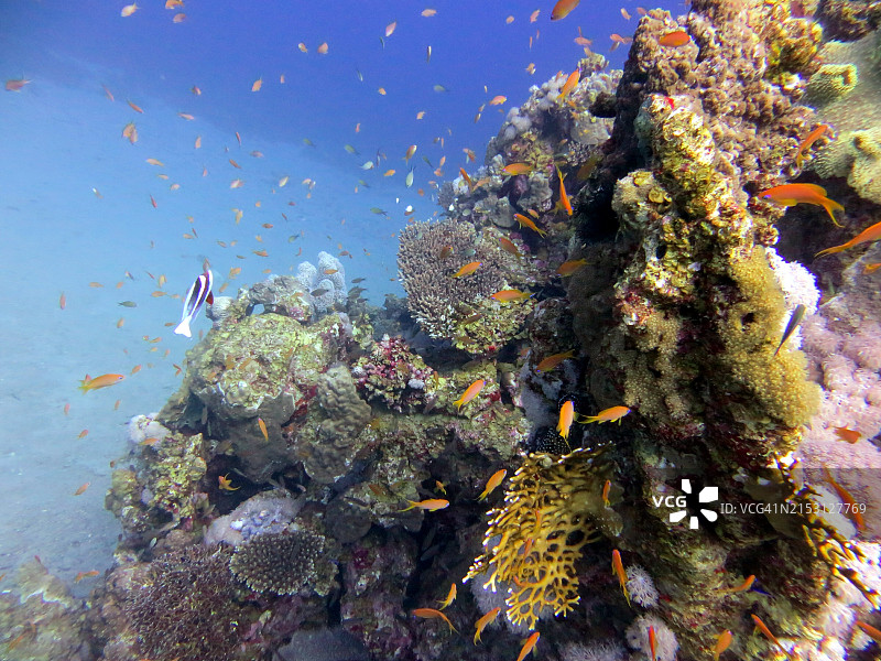 水下鱼类游泳的低角度视图图片素材