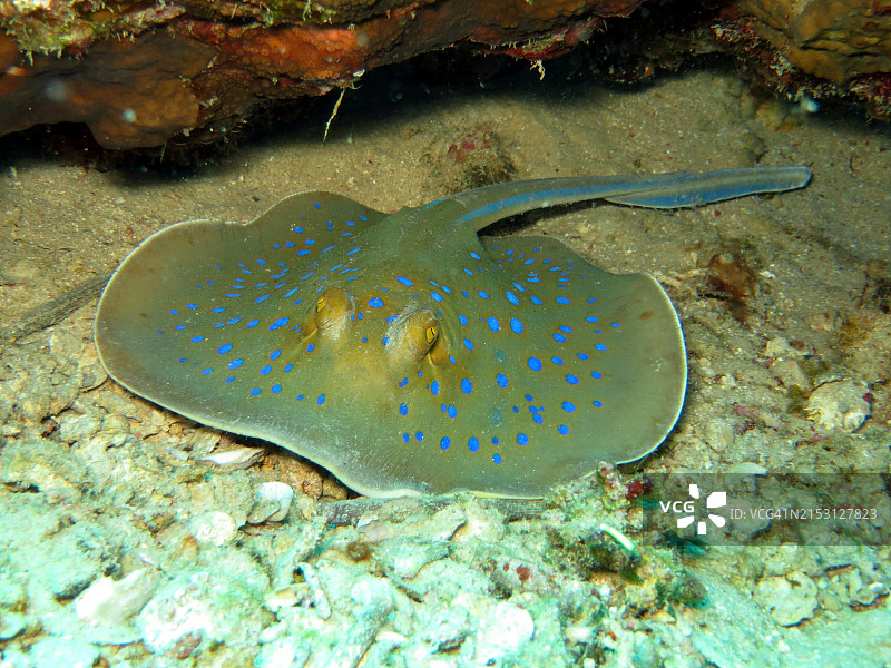 海中游泳的黄貂鱼特写图片素材