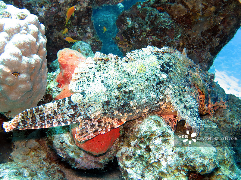 热带鲨鱼在水下畅游特写图片素材