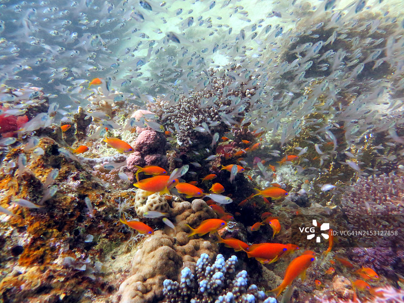 水下七弦琴特写，埃及达哈布图片素材