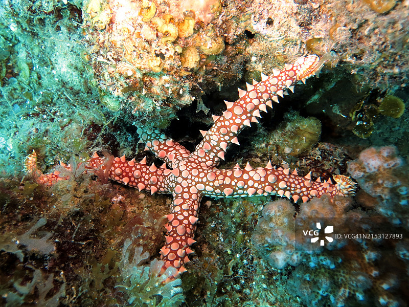 海星特写图片素材